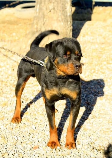 собака доберман сколько стоит: Ротвейлер, 1 год, Самец — 4
