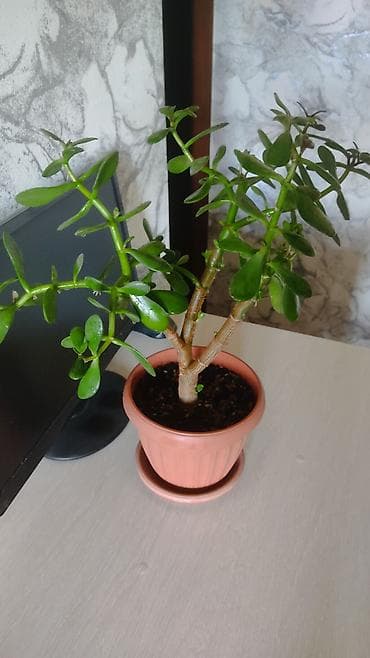 Продаю толстянку! Растение не капризное, у меня стоит и на южном, и на