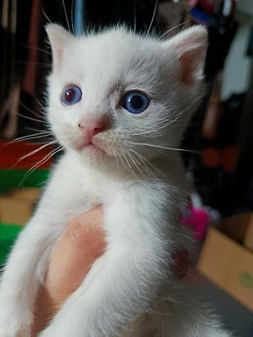 белые котята: Као-мани, 4 месяца, Мальчик, Белый, Метис, Приучена к лотку, Проглистована — 1