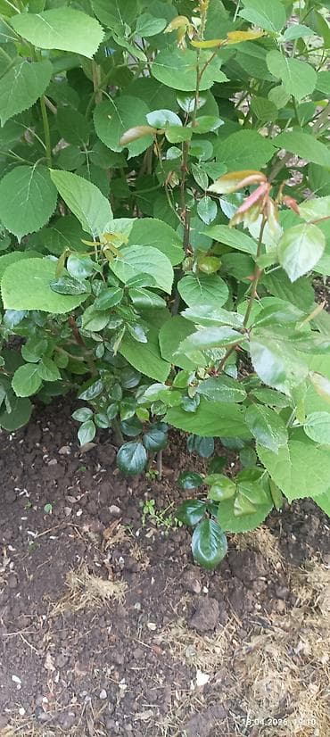 шафран семена: Самовывоз — 3