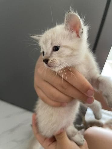 Животные: Котята домашние, короткошёрстные. Около 1–1,5 месяцев. В помёте разные — 5