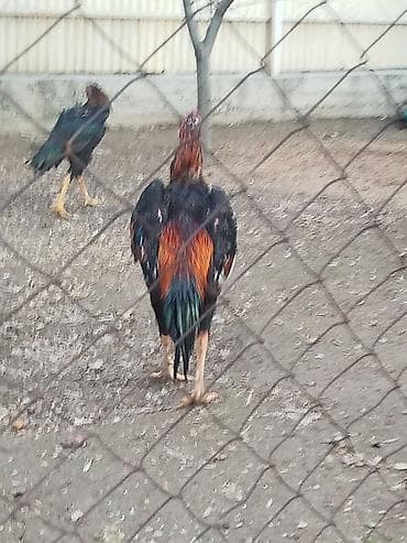 гнездо для кур: Дакан жожо короз сатылат активный алмашу жолдору бар адрес Заря — 3