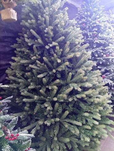 растения в аквариум купить: Все виды новогодних ёлок. от 0.6 до 4 метров. Украсит ваш дом — 6