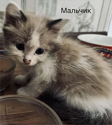 продам кошку: Котята, домашние, от одной кошки. Возраст на фото — малыши, уже едят — 3