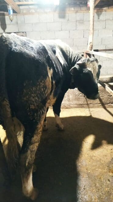 собаки в добрые руки: Продаю | Бык (самец) | На откорм | Привязанные — 4
