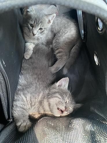 кошка серый: Ищем любящий дом для котят 🐾 Им ровно 2 месяца — остались 1 мальчик и — 7