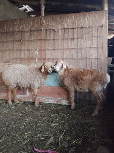 объявления о пропаже животных: Продаю | Ягненок | Для разведения | Ярка — 3