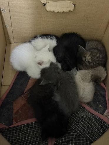 домашняя кошка: Котята разноцветные, пушистые, из одного помёта. Окрас на выбор — 1