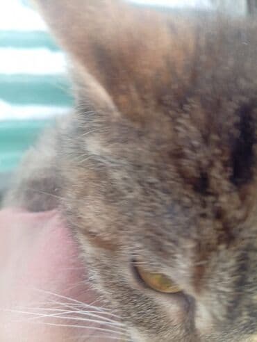 Ветеринар кызматы: 4 айлык, Ургаачы — 5