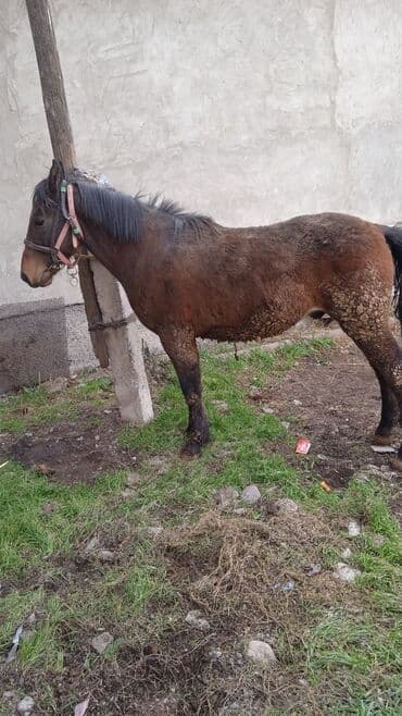 сколько стоит шотландская вислоухая кошка: Продаю | Жеребец | Рабочий — 4