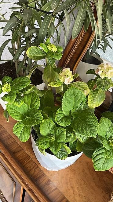 комнатые цветы: Комнатные растения в декоративных кашпо - Аглонема (Aglaonema) с — 4