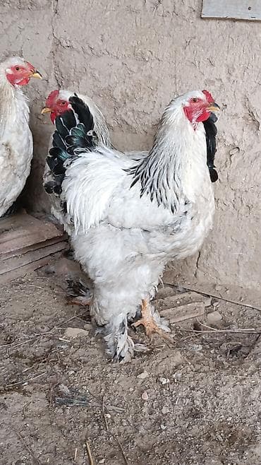 жапайы ордок: Сатам | Короздор | Брама | Көбөйтүү үчүн — 5