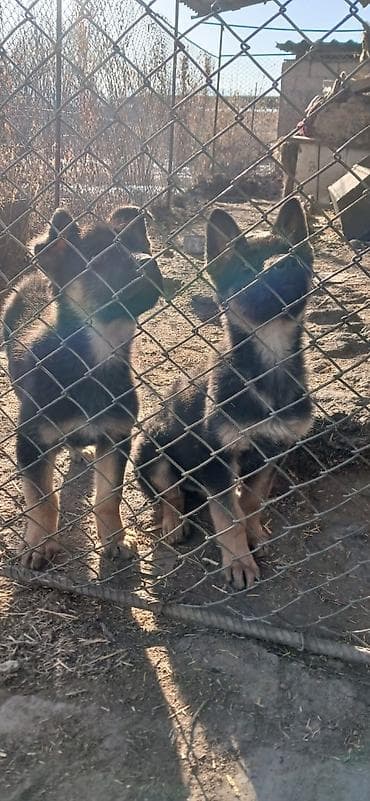 Грызуны: Продаю щенков немецкой овчарки 26 октября (26.10.2025г.)Вакыну — 9