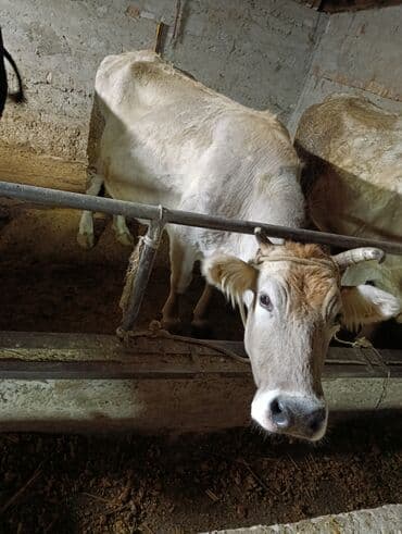 телка швицкой породы: Продаю | Корова (самка) | Для разведения | Привязанные — 2