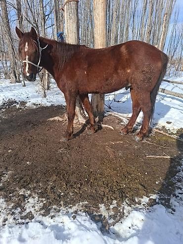 кобыла бээ: Продаю | Жеребец | Рабочий — 4