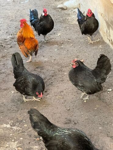 Кошки: Продаю | Куры, Петух — 4