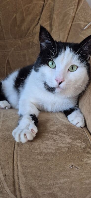 купить котенка вислоухого: Кошка даром: Беспородная, 4 года, Мальчик, Проглистована — 6