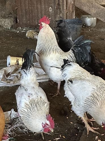 усыпление животных бишкек: Домашние куры — 2