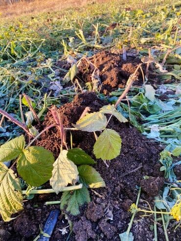 полироль авто: Малина Оптом, Самовывоз — 3