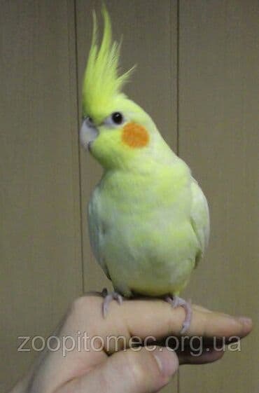 купить инкубационное яйцо в бишкеке: Попугай карелла Абдрахманова 315 — 3