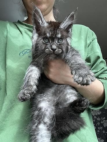 кошка продаётся: Эксклюзивные мощные котята Мейн куны с полным пакетом Документов — 9