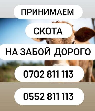 Сатып алам | Уйлар, букалар, Жылкылар, аттар, Башка а/ч жаныбарлары | Бардык шартта, Союлган, Союуга, этке lalafo.kg да Сатып алам | Уйлар, букалар, Жылкылар, аттар, Башка а/ч жаныбарлары | Бардык шартта, Союлган, Союуга, этке