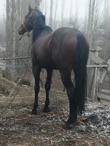 лошади тай: Продаю | Жеребец | Английская | Конный спорт — 3