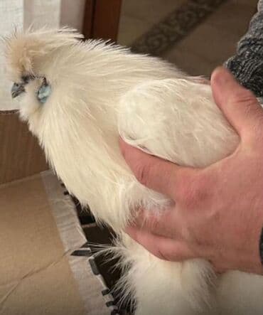 куры оптом: Продаю | Куры, Петух — 2