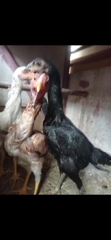 птицы брама: Продаю | Петух | Бойцовая | Для разведения — 3