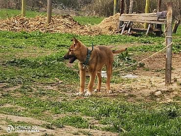 цена хаски щенок: Овчарка, 5 месяцев, Самка — 4