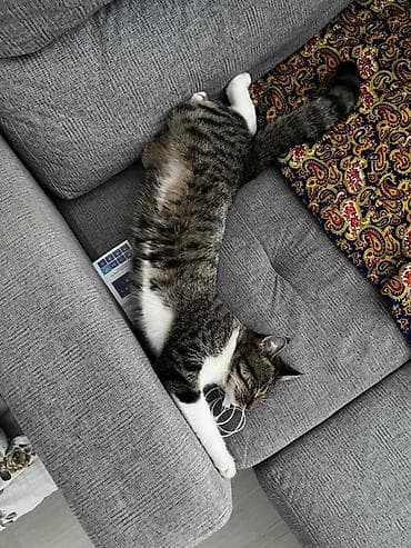 кошке: Здравствуйте, очень срочно 🙏 Беременную кошку сегодня могут выгнать на — 5