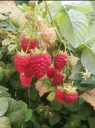 корни малины: Малина — 1