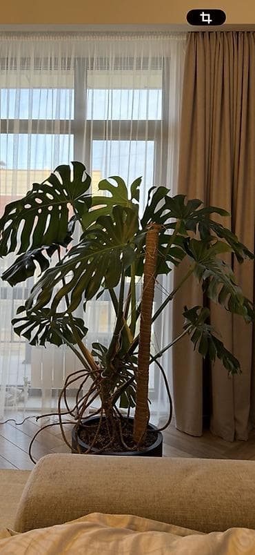 монстеро: Монстера делициоза (Monstera deliciosa) 7000сом ( без горшка) - — 1