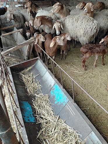 овчарка щенки купить: Продаю | Овца (самка) | Для разведения | Племенные — 1