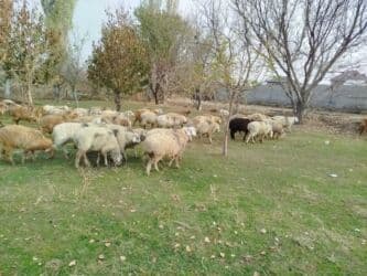 дом животных: Продаю | Овца (самка) | Полукровка | Для разведения | Кастрированные — 1