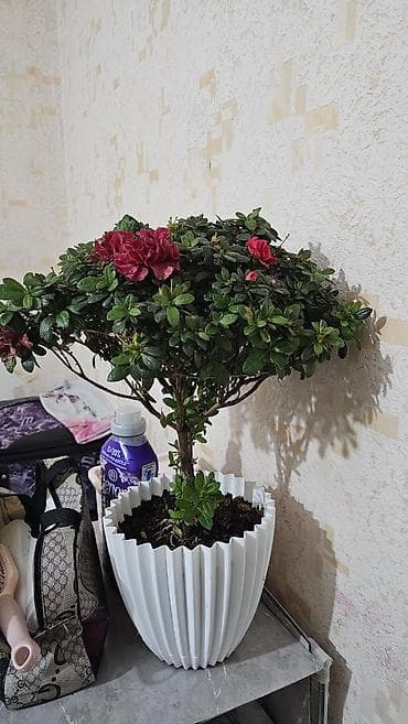 азалия цветы: Азалия (рододендрон) штамбовой формы в горшке - Компактное деревце с — 3