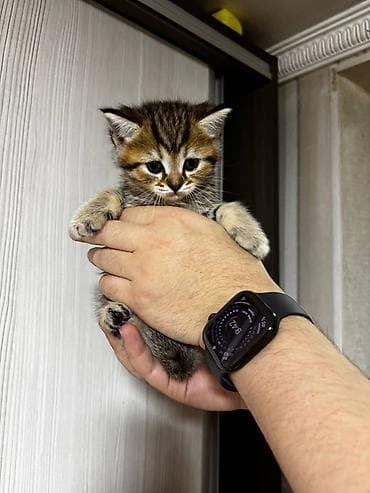 Вязка кошек: 🐾 Продаются очаровательные котята 🐾 Возраст — 1 месяц Малыши от — 3