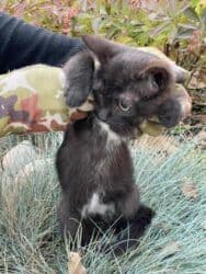 carters для мальчика: Кошка даром: Беспородная, 3 месяца, Мальчик, Приучена к лотку, Проглистована — 7