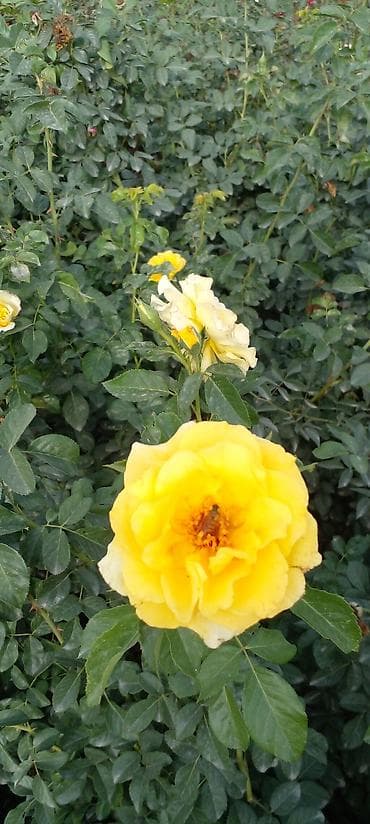 вьющиеся розы бишкек: Саженцы роз оптом — 10