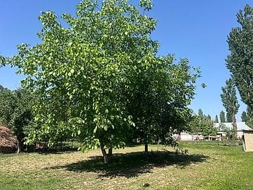 ищу работу отель: СРОЧНО! Продается Большой одноэтажный Жилой дом из 5ти комнат и с — 5