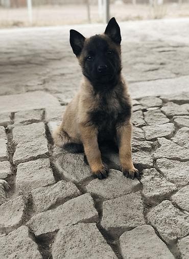 собака овчарки: Бельгийская овчарка, 2 месяца, Самка, С прививкой, С родословной — 2