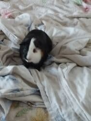 декоративные кролик: Продаю морскую свиноку. Зовут Овсянкин,он гладкошерстной породы, ему 9 — 3