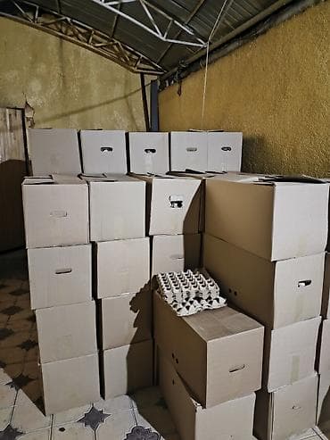 яйцо домашнее цена: С1-С0 перемешка 
оптом — 2