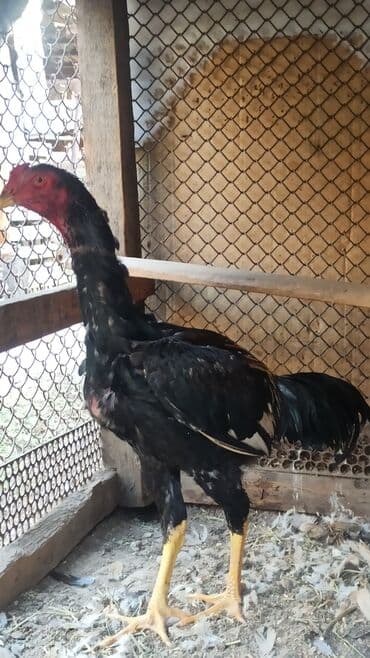 купить домашних курей: Продаются майские 🐓🐓🐓 — 6