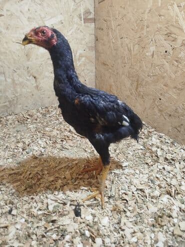 отдам даром вислоухого котенка: Дакан жожо короздор сатылат активный алмашу жолдору бар адрес Бишкек — 2