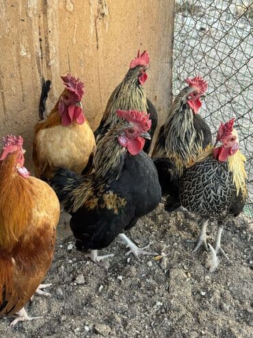 вольеры для собак бу: Продам японских петухов — 5