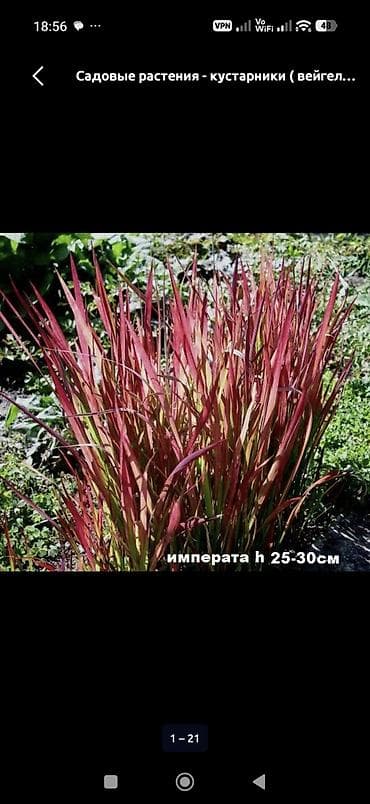 цветы многолетние: Садовые многолетники: хризантемы, астры и пионы - Хризантемы — 5