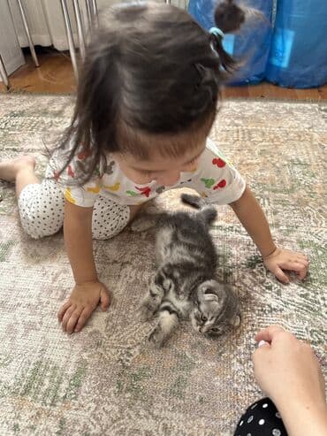 кошки скотиш фолд: Скотиш Фолд (Шотландская вислоухая), 2 месяца, Мальчик, Приучена к лотку — 4