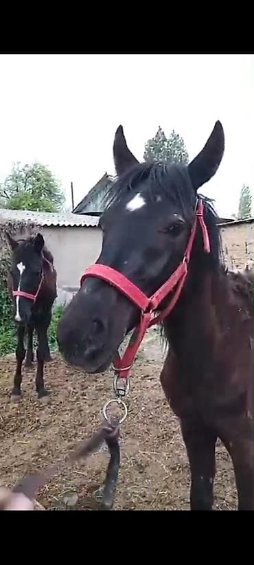 гуси мамуты купить: Продаю | Жеребенок — 2