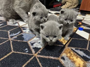 Шотландские котята (вислоухие/страйт) серого (blue) окраса - Плюшёвая